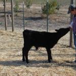 cambria2012_0042 (November 02, 2012)